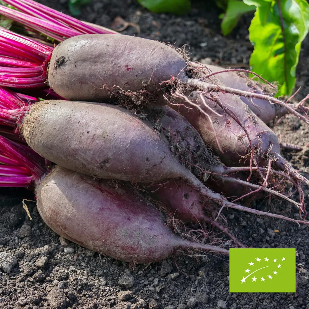 Buraki podłużne Opolskie EKO 1 kg