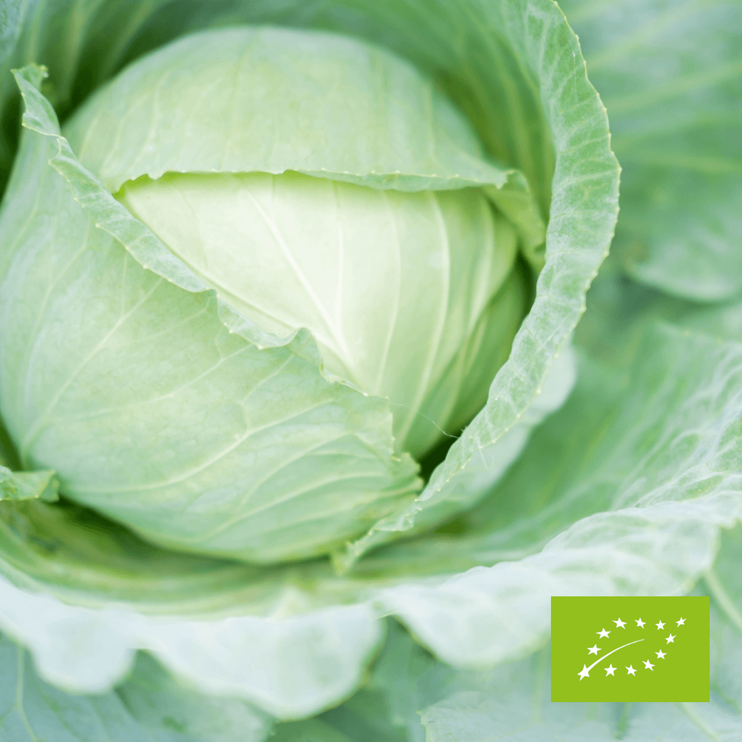 Kapusta biała EKO powyżej 2,5 kg