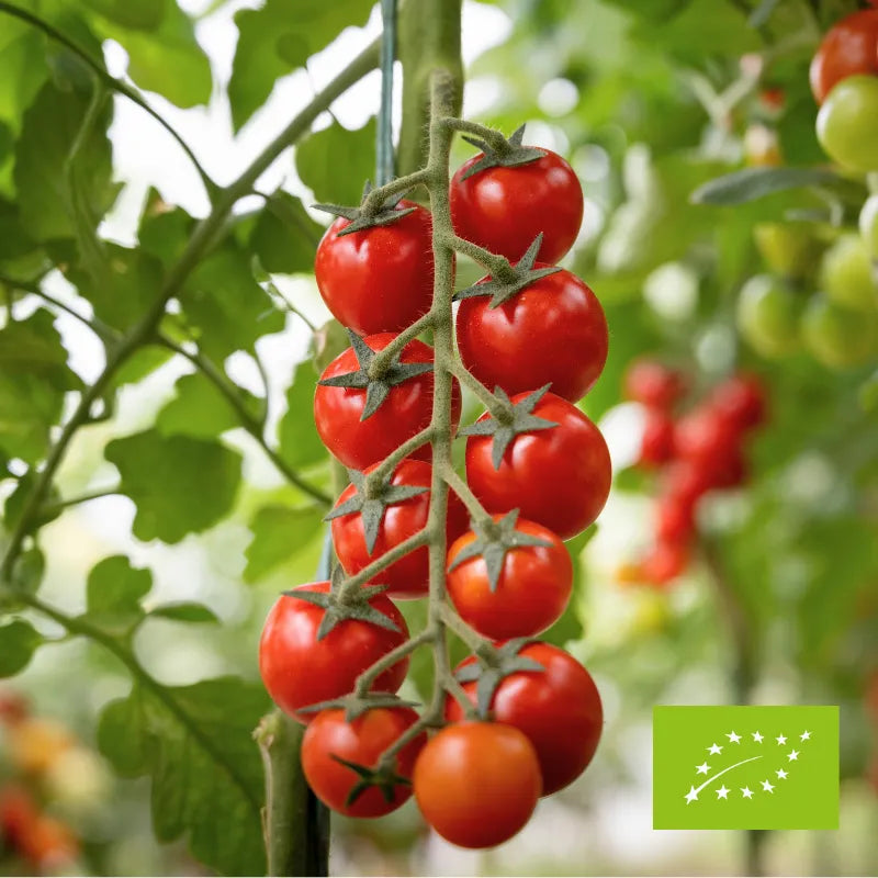 Pomidory na gałązce ok. 450 g