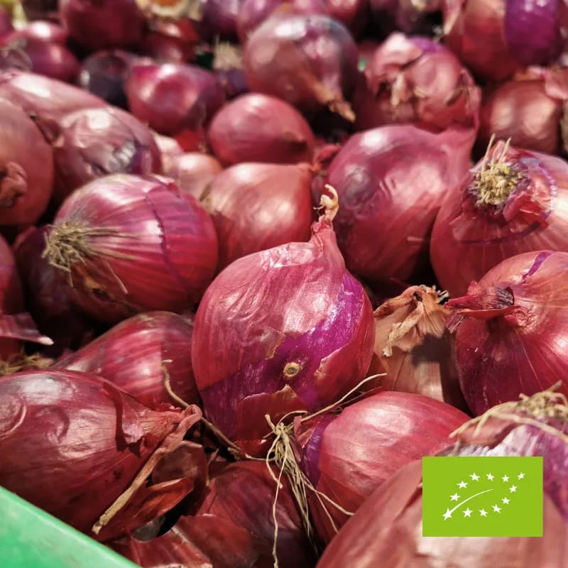 Cebula czerwona EKO 1 kg