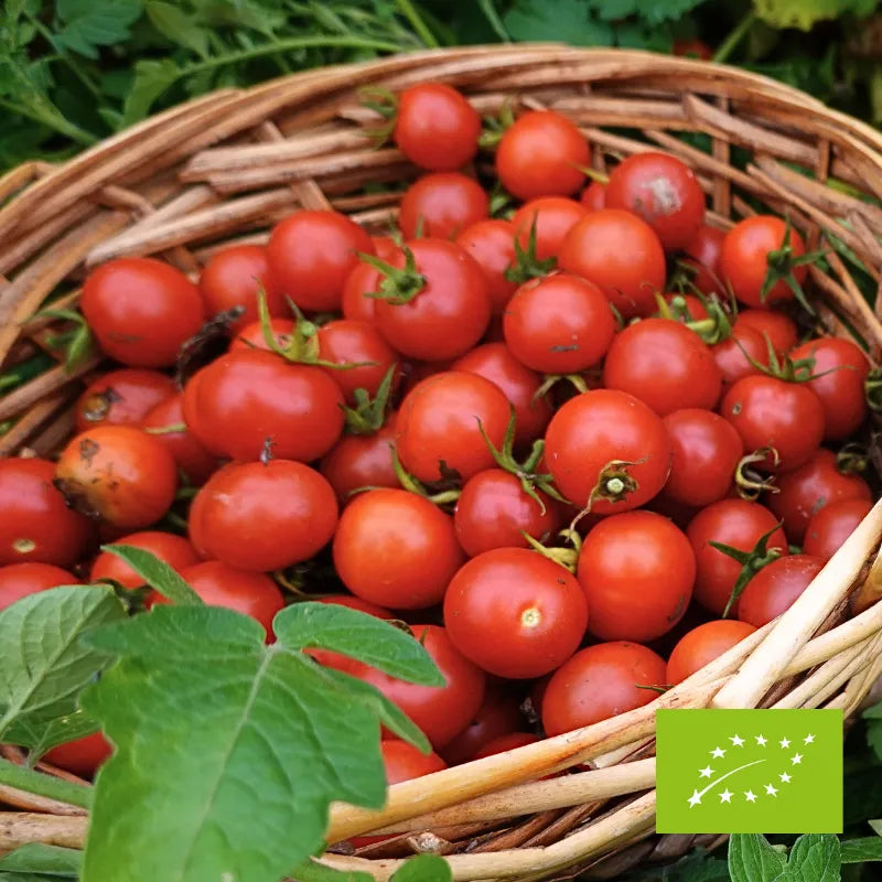 Pomidory Cherry na gałązce ok. 250 g