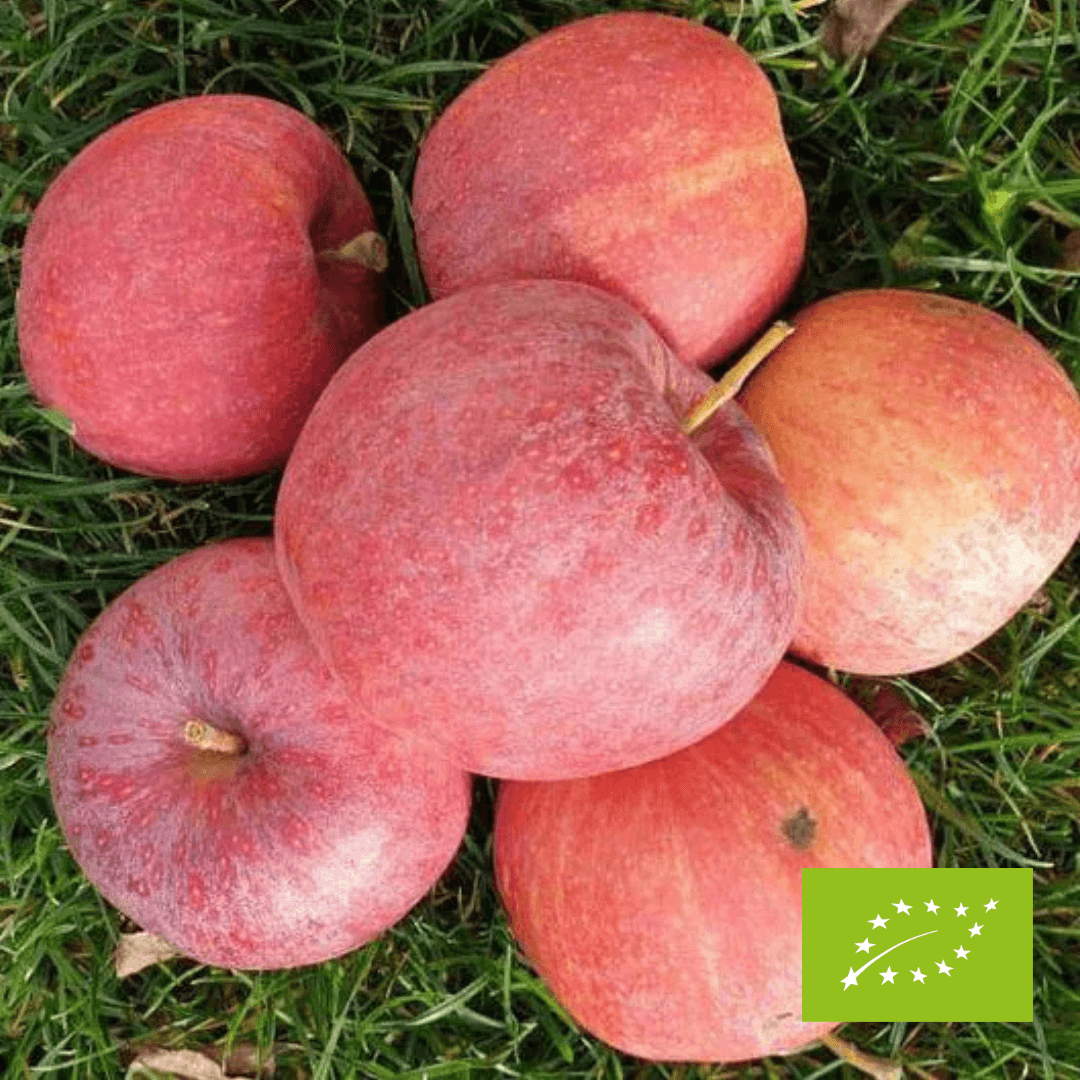 Jabłka Gala EKO 3 kg