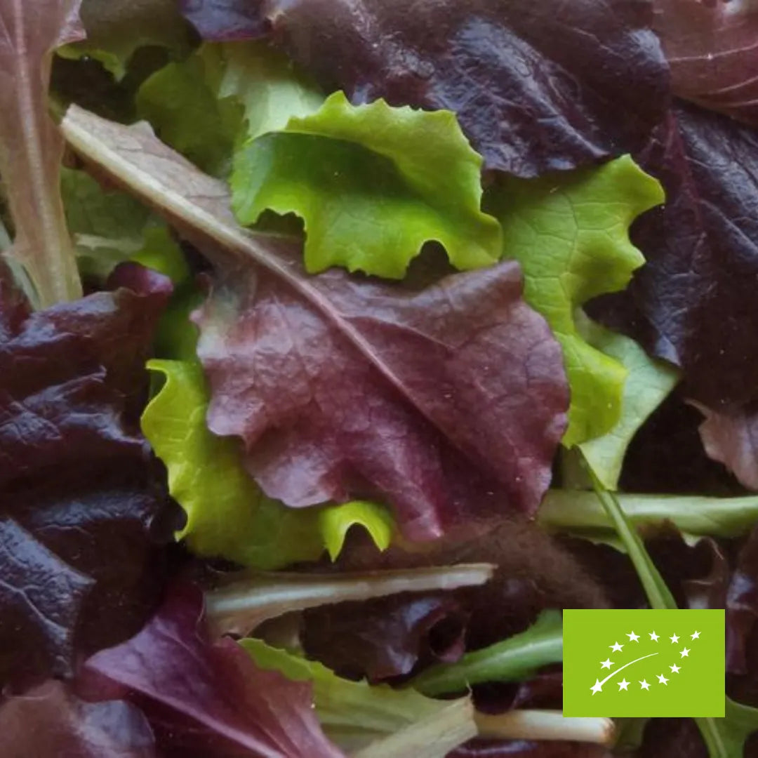 Mix Sałat Lollo EKO op. 125 g.