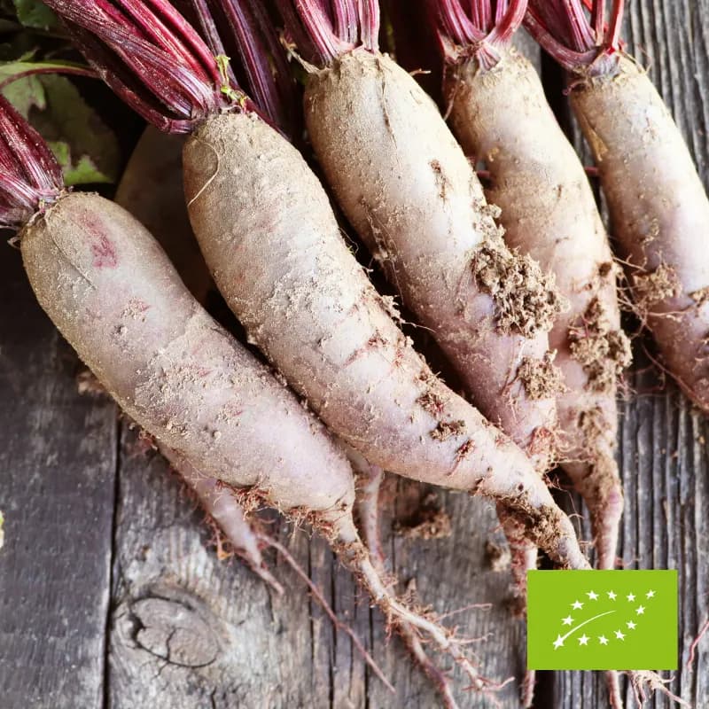 Buraki czerwone długie EKO 3 kg