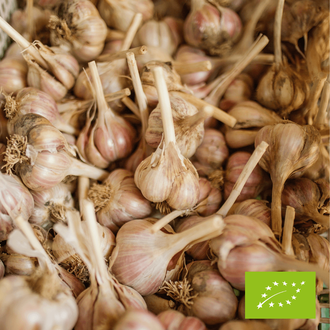 Czosnek średni EKO 3 szt.