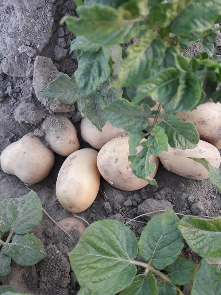 Ziemniaki białe irga 1 kg