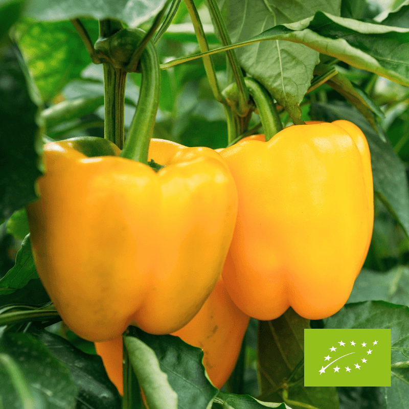 Papryka żółta EKO ok. 350 g