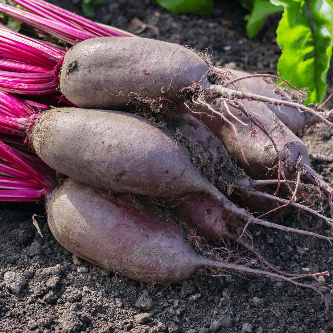 Buraki podłużne 1 kg