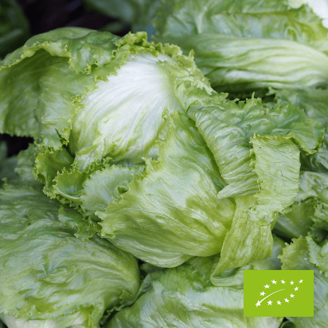 Sałata lodowa EKO 1 szt.