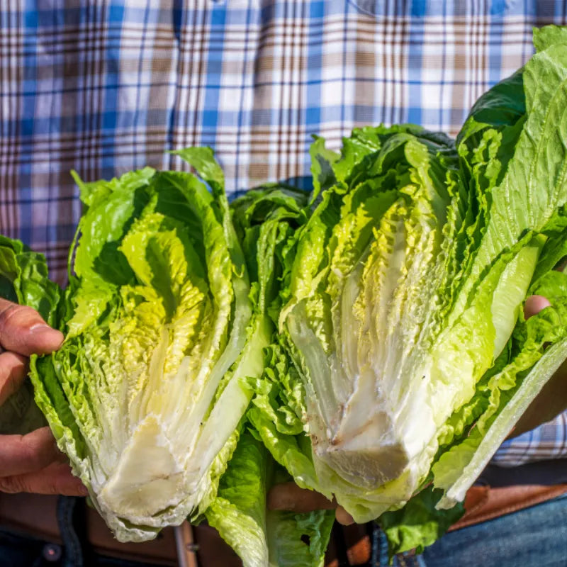 Sałata rzymska mini EKO 1 szt.