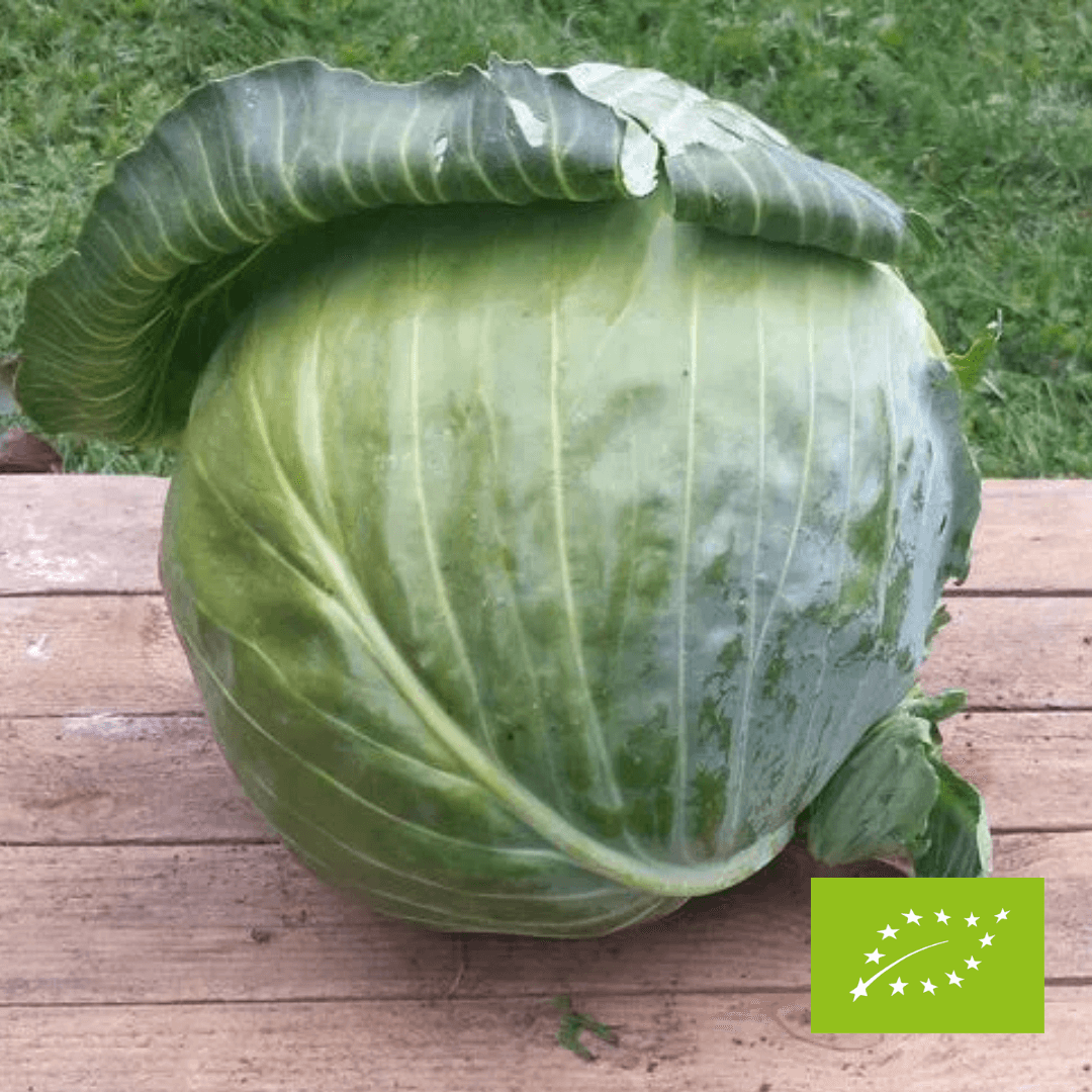 Kapusta biała EKO 1 szt.