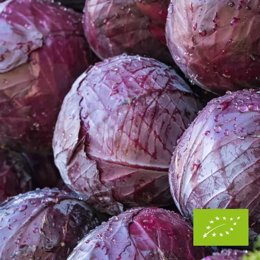 Kapusta czerwona EKO ok. 1,5 kg