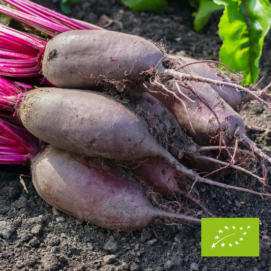 Buraki podłużne Opolskie EKO 1 kg