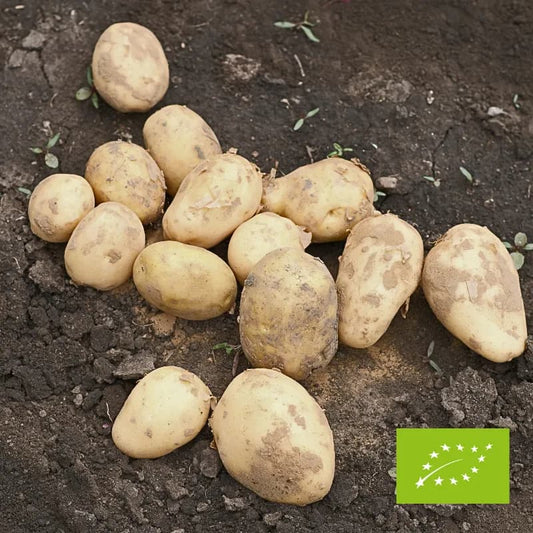 Ziemniaki belmondo EKO 3 kg