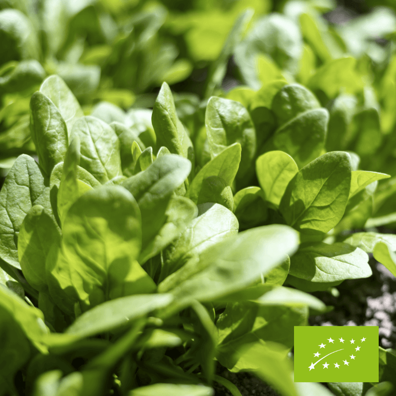 Szpinak baby EKO 100 g