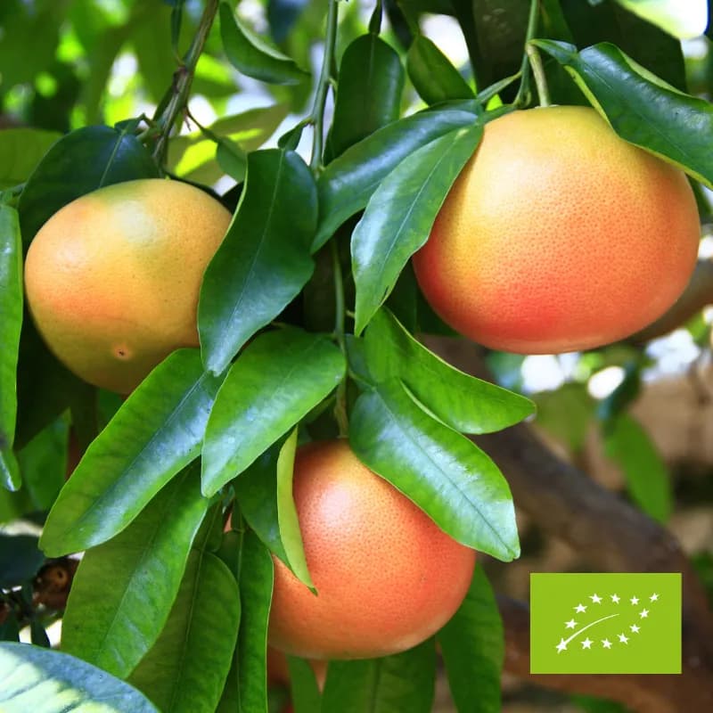 Grejpfruty czerwone EKO ok. 1 kg