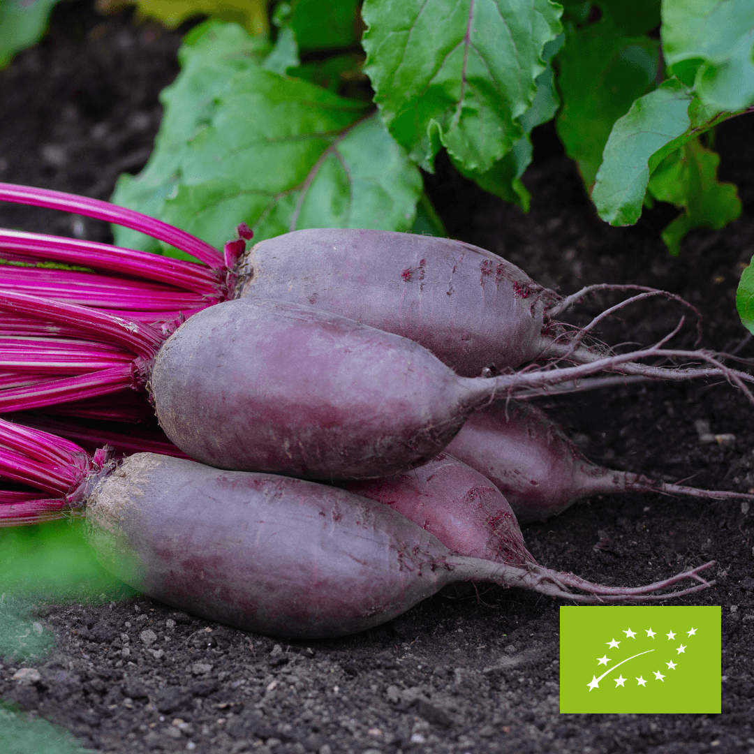 Buraki podłużne drobne EKO 3 kg