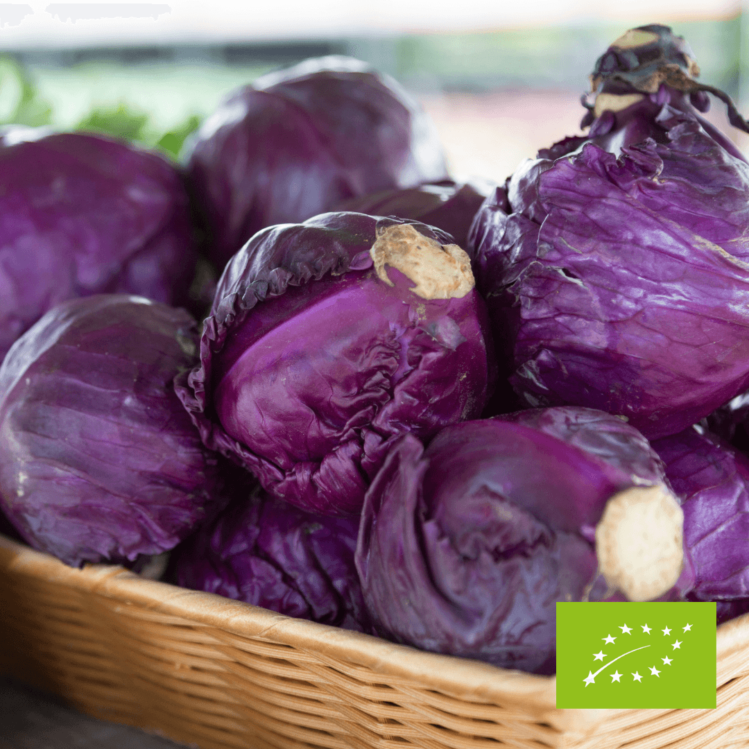 Kapusta czerwona EKO 1 kg