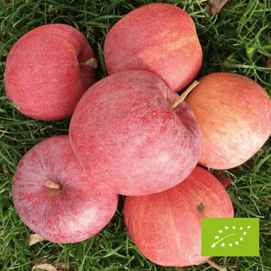 Jabłka Gala EKO 2 kg