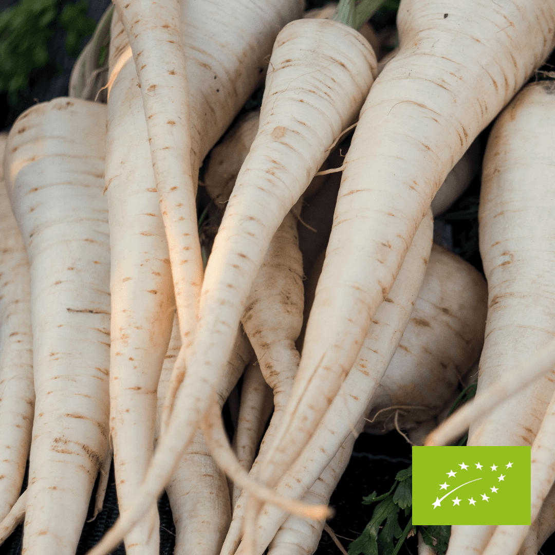 Pietruszka korzeń EKO 500 g