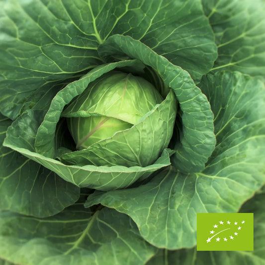 Kapusta biała EKO 1,5 kg