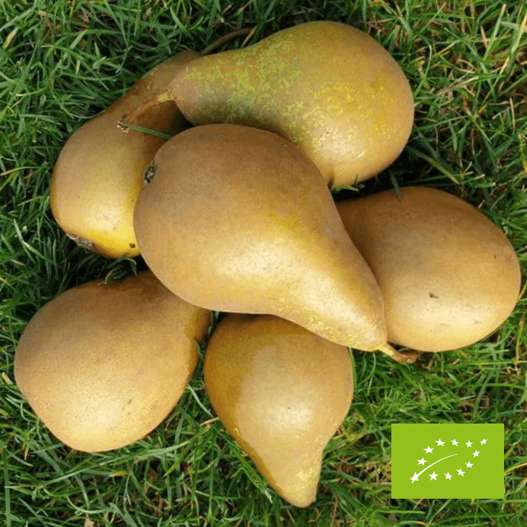 Gruszka Konferencja EKO 2 kg