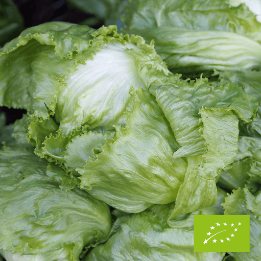 Sałata lodowa EKO 1 szt.