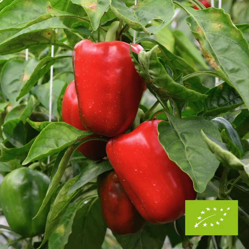 Papryka czerwona EKO ok. 500 g