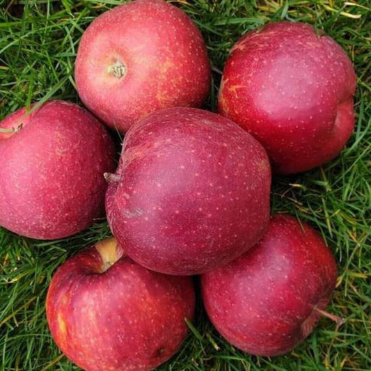 Jabłka Prince EKO 3 kg