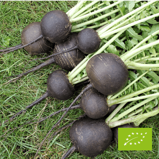 Czarna rzodkiew EKO 1 kg